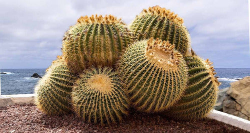 Planta De Cactus Grusonni Asiento Suegra Exterior 2