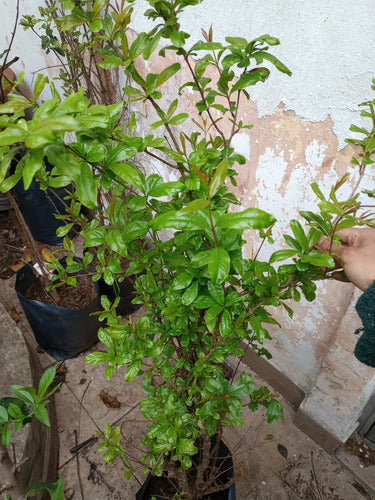 Árbol De Granada Granado Enorme Ya Da Frutos Senasa 3