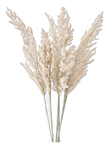 Pack of 5 XL Pampa Grass Dry Flowers - Free Shipping to Caba 0
