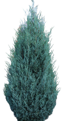 Blue Arrow Juniper, Juniperus Scopulorum Blue, 20 Liters 0