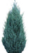 Blue Arrow Juniper, Juniperus Scopulorum Blue, 20 Liters 0