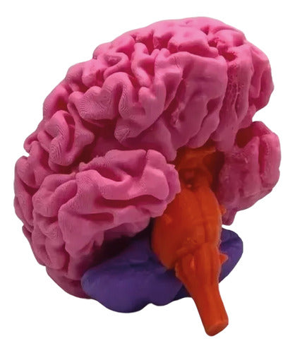 Neuro Combo - 3D Printed Anatomy - Available Stock 0