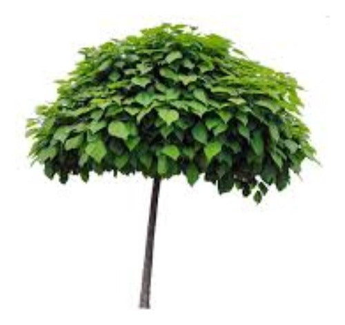 Arbol De Tilo - 4 Años - 2,5 Mts.hermoso-e.gratis Cabaygba 0