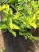 Duranta Plants in 3L Pot 3