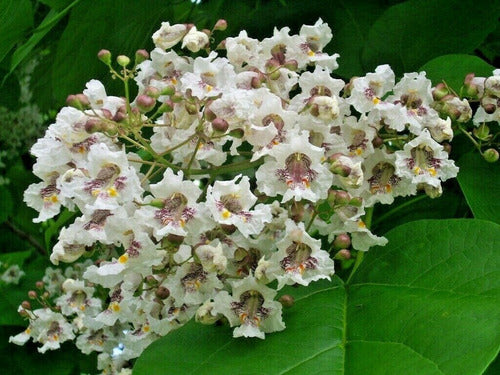 Catalpa Americana  ( Catalpa Bignonioides) 1