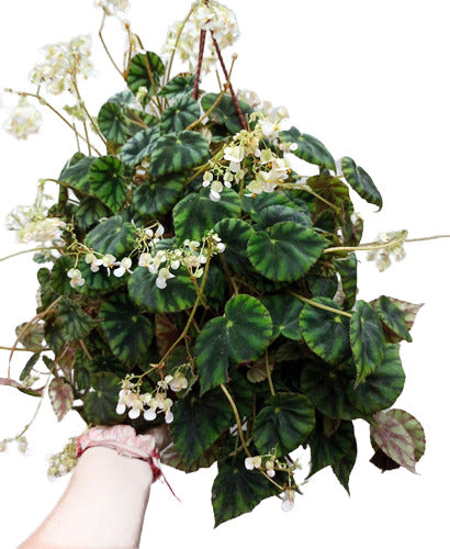 Planta De Interior Begonia Cleopatra En Bowl Colgante Nro 18 0