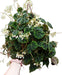 Planta De Interior Begonia Cleopatra En Bowl Colgante Nro 18 0