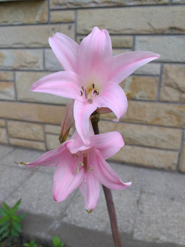 De.Lirios y Suculentas Bulbo Amarilis Belladona - Azucena Rosa - Santa Paula 2