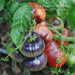 LA HUERTA ORGÁNICA Semillas Tomate Blue Beauty! Belleza Azul. Exóticos! 4