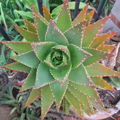 Mix Aloe Crasas Suculentas Brevifolia Black Juvenna White 7