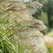 Miscanthus Sinensis 'cabaret', Gramínea Ornamental ! 1