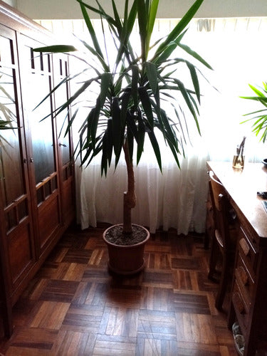 Yuca Natural Indoor Plant 2 Metres Tall 1