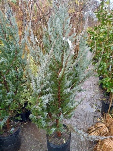 Blue Arrow Juniper, Juniperus Scopulorum Blue, 20 Liters 4