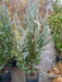 Blue Arrow Juniper, Juniperus Scopulorum Blue, 20 Liters 4