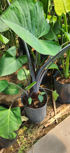 Alocasias, Colocasias, Xanthosomas ! Oreja De Elefante 3