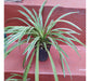 Lazo De Amor Colgante 30cm Chlorophytum. 1