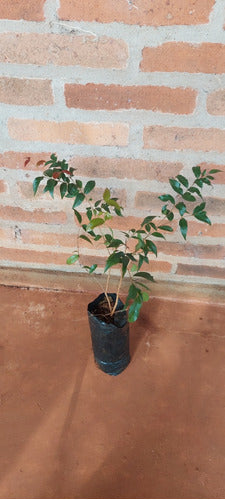 Plantas Frutales De Pitangas Rojas!!! 1