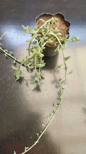 Senecio Peregrinus Delfin 0