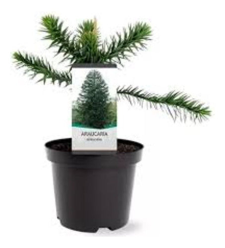 Araucaria Bidwilli Hermosa - E.gratis Caba Y Gba 0