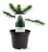 Araucaria Bidwilli Hermosa - E.gratis Caba Y Gba 0