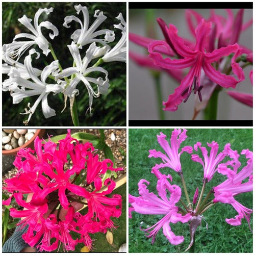 Bulbos De Nerine T14 X1 Bulbo Color Surtido Bulbo De Holanda 1