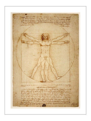 Lamina Fine Art El Hombre De Vitruvio Da Vinci 50x40 Mycarte 0