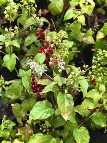 Sangre De Toro (Rivina Humilis) - Vivero De Nativas 1