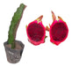 Plantas De Pitahaya Pulpa Roja 0