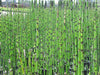 Plantas De Equisetum, Cola De Caballo. 2