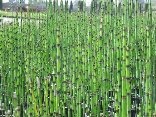 Plantas De Equisetum, Cola De Caballo. 2