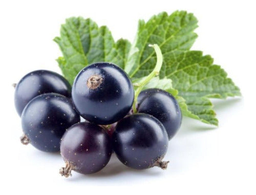 Plantas De Cassis (grosella Negra) - Fruto Del Bosque 0