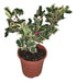 Ilex Aquifolium  Golden Milkboy 0