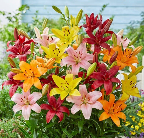 Regalos Vivos Bulbos Lilium Enano X10 Bulbos Mix Asiáticos Varios Colores 0