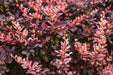 Berberis Thunbergii Rose Glow 1