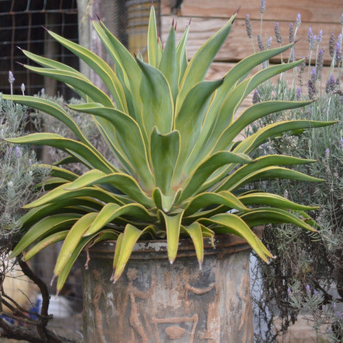 Planta Crasa Agave Desmetiana Variegata 3