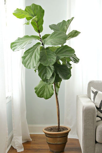 Ficus Pandurata 1