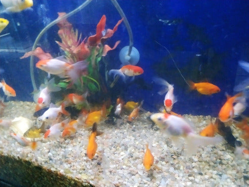 Acuario Aquariumba: Combo Peces De Agua Fría 2