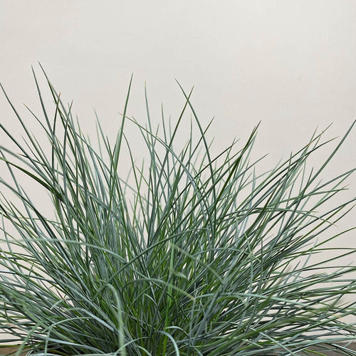 Festuca Glauca,festuca Azul , Bordes, Canteros,paisajismo 1