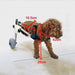 Pet Wheelchair Height 10 for Disabled Pets by [Brand Name] 2