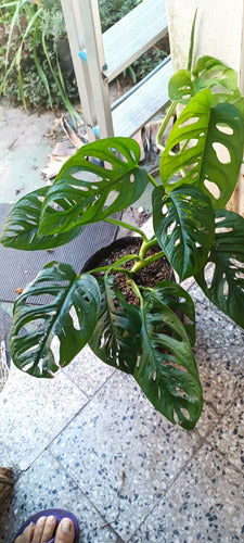 Monstera Enana - Ideal Interior 1