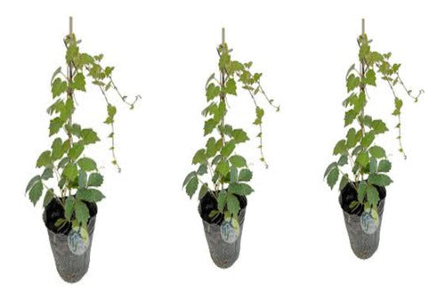 Ampelopsis Vines (3 Plants) - M U Y  L I N D A S 0