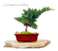 Bonsái Juniperus Enebro Arteenbonsai 2