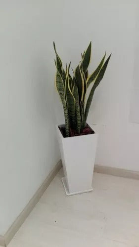 RENFO Combo Sansevieria + Maceta Piramidal Fibrocemento + Plato 1