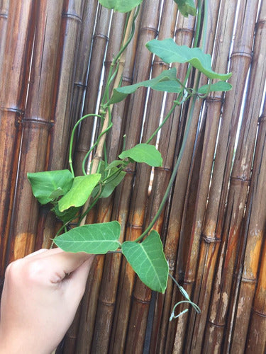 Tasi E04. Trepadora Nutricia De La Mariposa Monarca 3