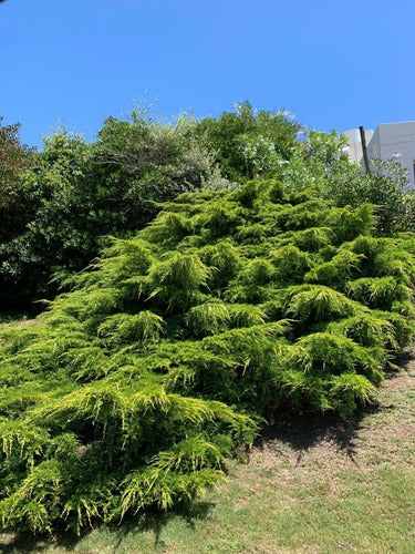 Juniperus Pfitzeriana Aurea 1