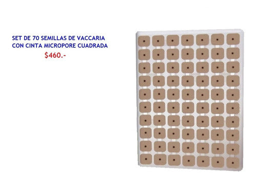 Semillas De Vaccaria Para Auriculoterapia - Set De 70 1