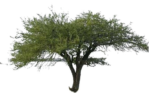 Ñandubay Algarrobillo Prosopis Affinis Árbol Nativo 0