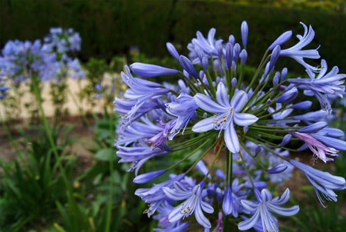 Planta Agapanthus Violeta X5 Unidades En 3 Litros 1.ªcalidad 1