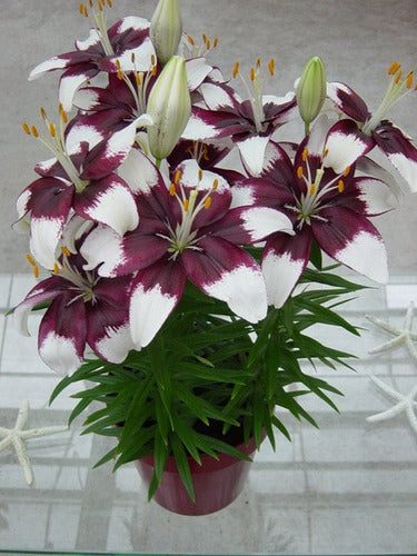 Regalos Vivos Bulbos Lilium Enano X10 Bulbos Mix Asiáticos Varios Colores 5