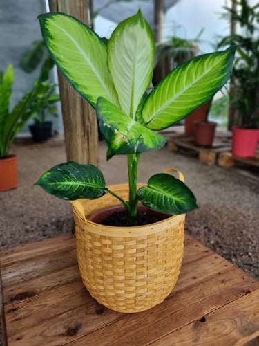 Planta Diffembachia Spark 3